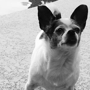 Meet your Posher, Allison